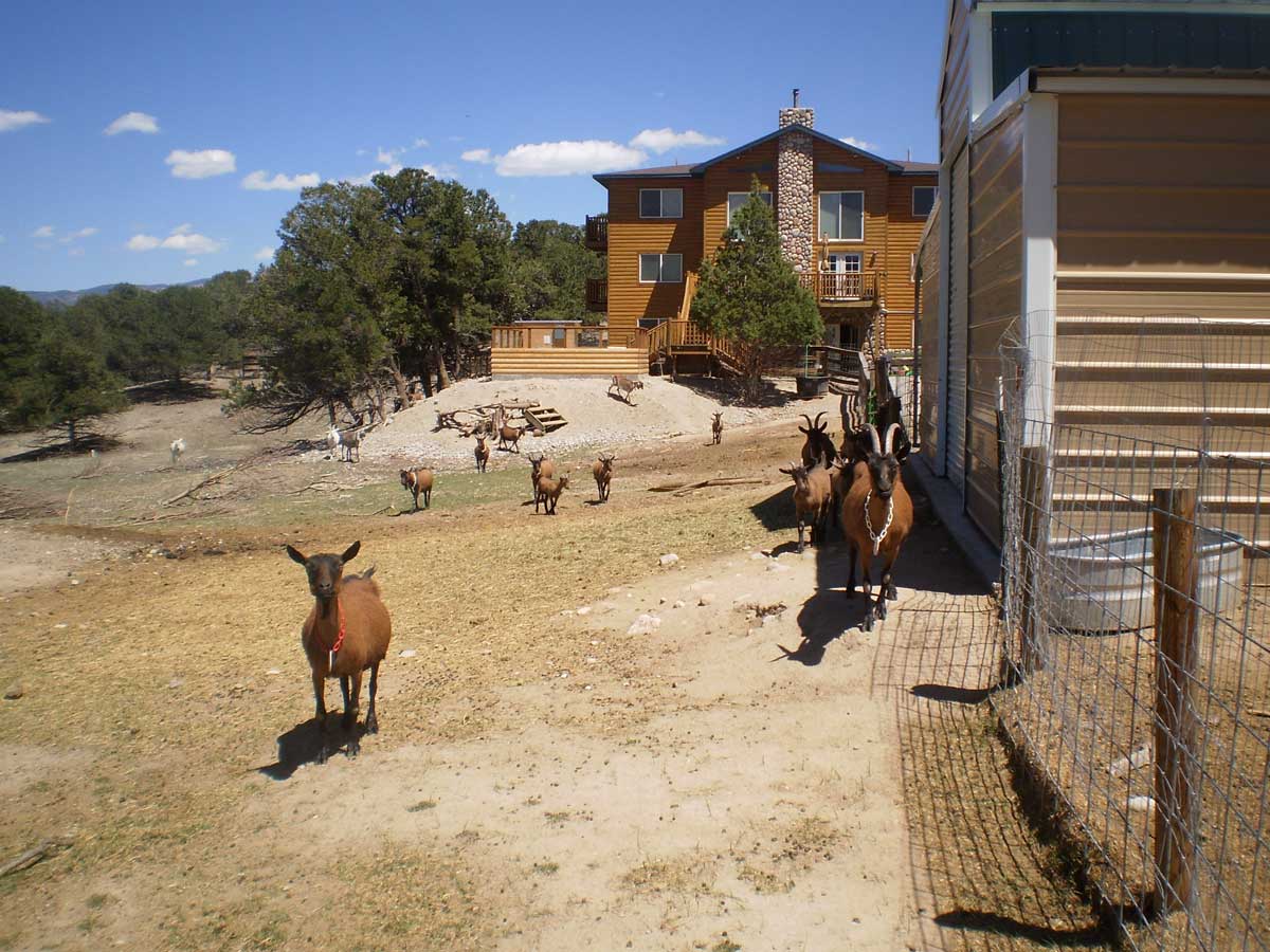 A brown goat looks at the camera outside of Mountain Goat Lodge B & B in Salida, Colorado