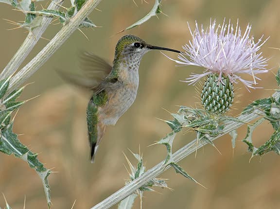 A Calliope hummingbird hovers over a plant in Moffat County, CO