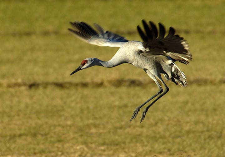 A "Hopping Crane" floats above a green landscape