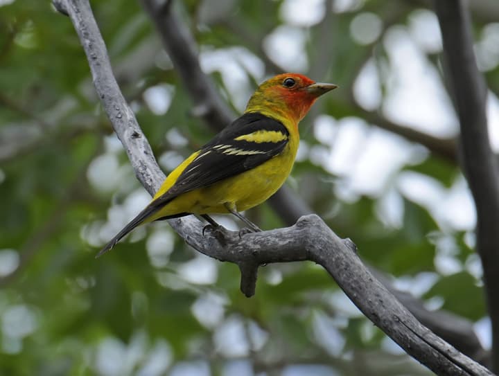 A vibrantly colored Colorado western tanager sits on a branch
