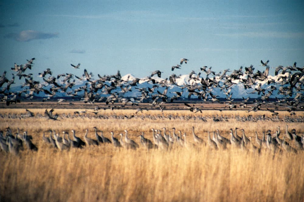 a flock of cranes fly through the air at the Monte Vista National Wildlife Refuge