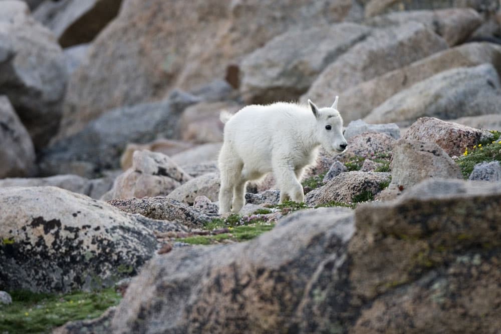 A tiny white mountain goat kid scampers up some frocks