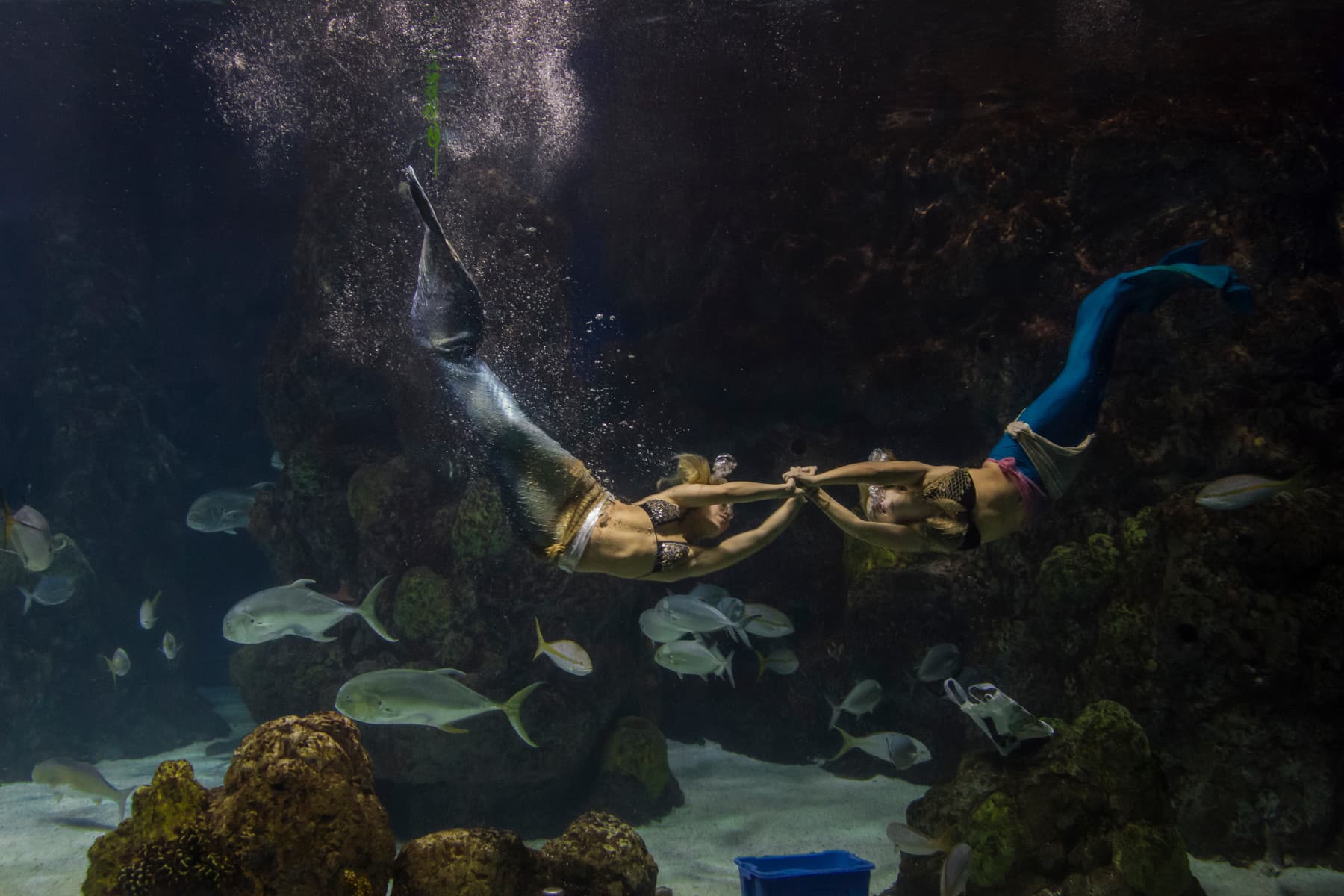 mystic mermaids photo 9