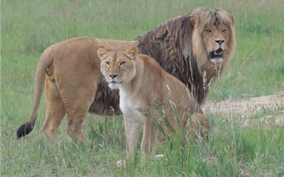 rescued male and female african lion photo 4
