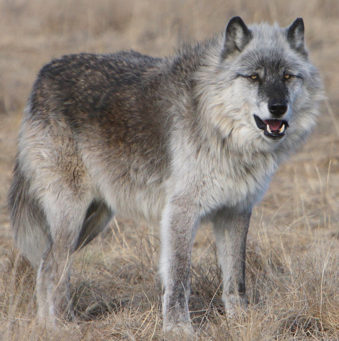 rescued wolf photo 8