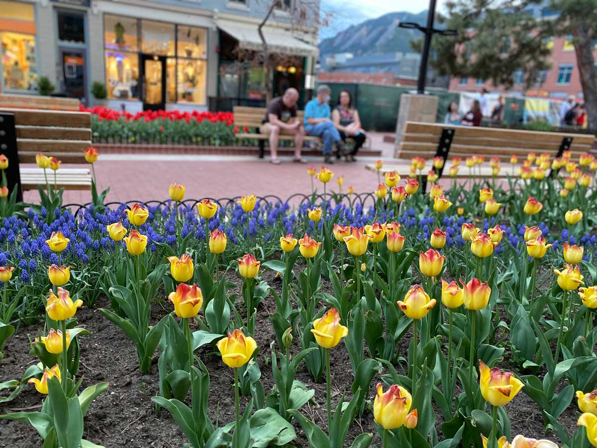Yellow tulips with splashes of red stand in orderly rows in a small green strips sectioned off from the walking area by decorative wire fencing in Boulder, Colorado.
