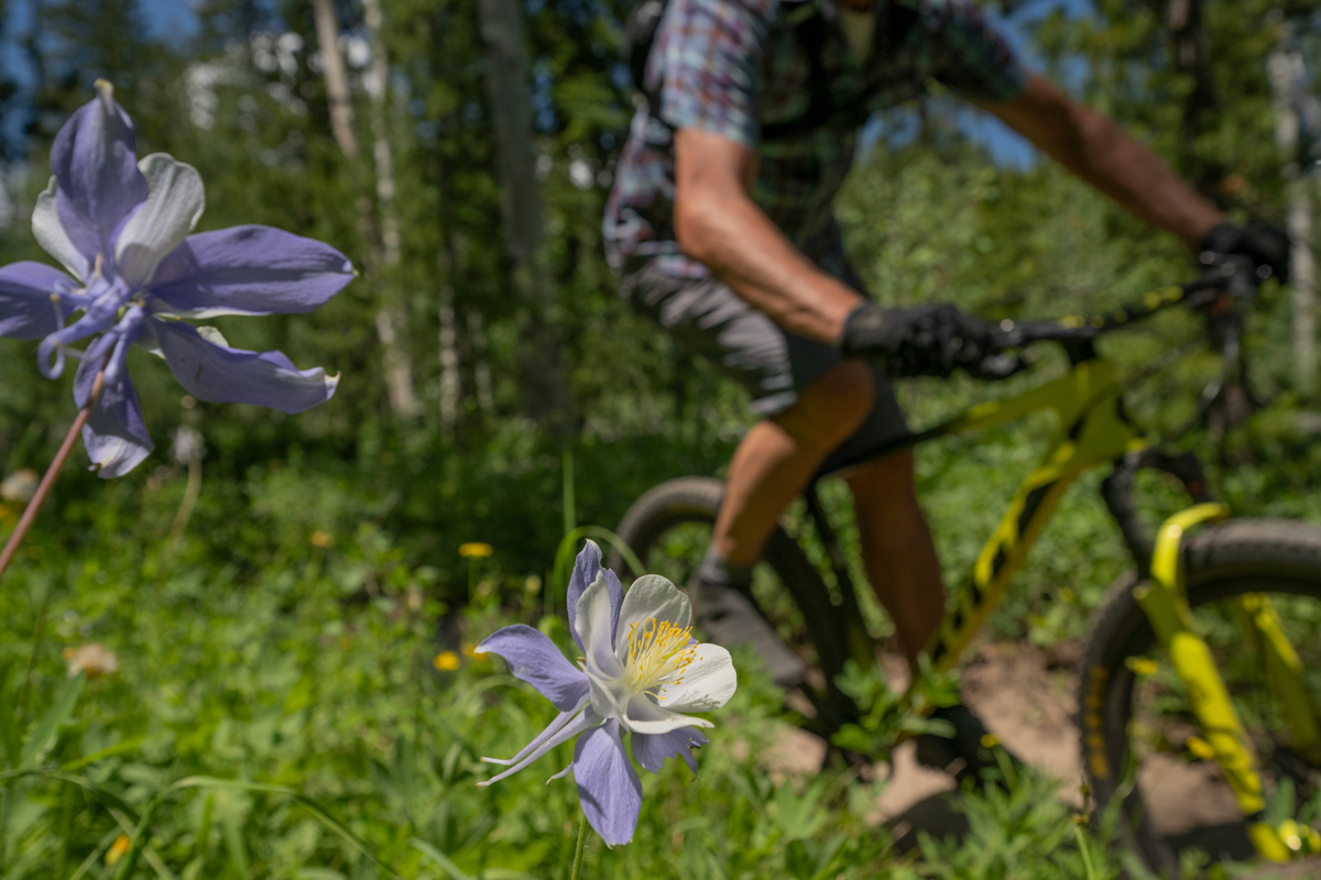 Two purple-and-white Columbine flowers are in the foreground of a photo in Winter Park, and in the background is a mountain biker under the summer sun.