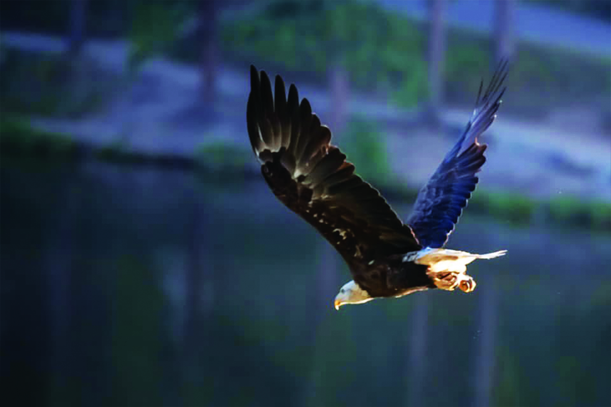 Bald Eagle soaring in Evergreen, Colorado.