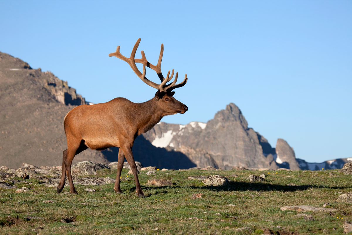 A giant elk walks through a field with mountains behind it