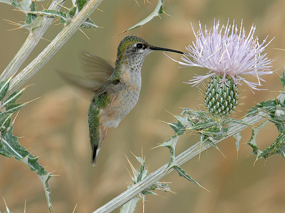 A Calliope hummingbird hovers over a plant in Moffat County, CO