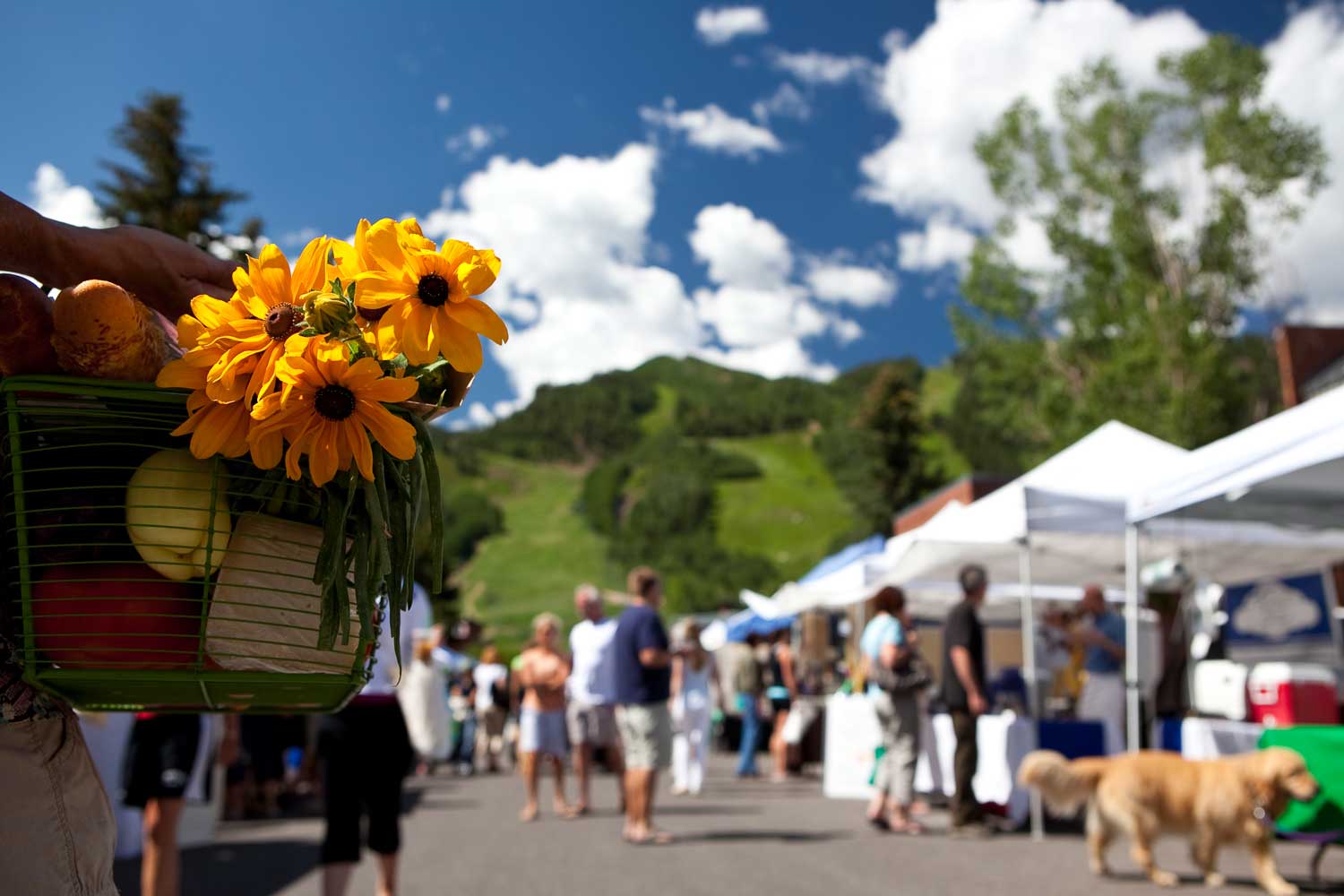 Tented booths are set up along a wide road for a farmers' market in Colorado. People meander the booths and a stray golden retriever walks around a booth.