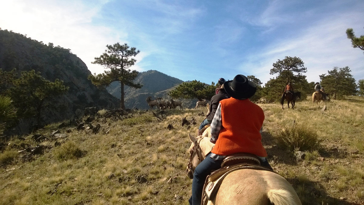 Four people ride horseback through a dry, grassy meadow in the Colorado mountains. In front of them, in a shady spot is a herd of deer.