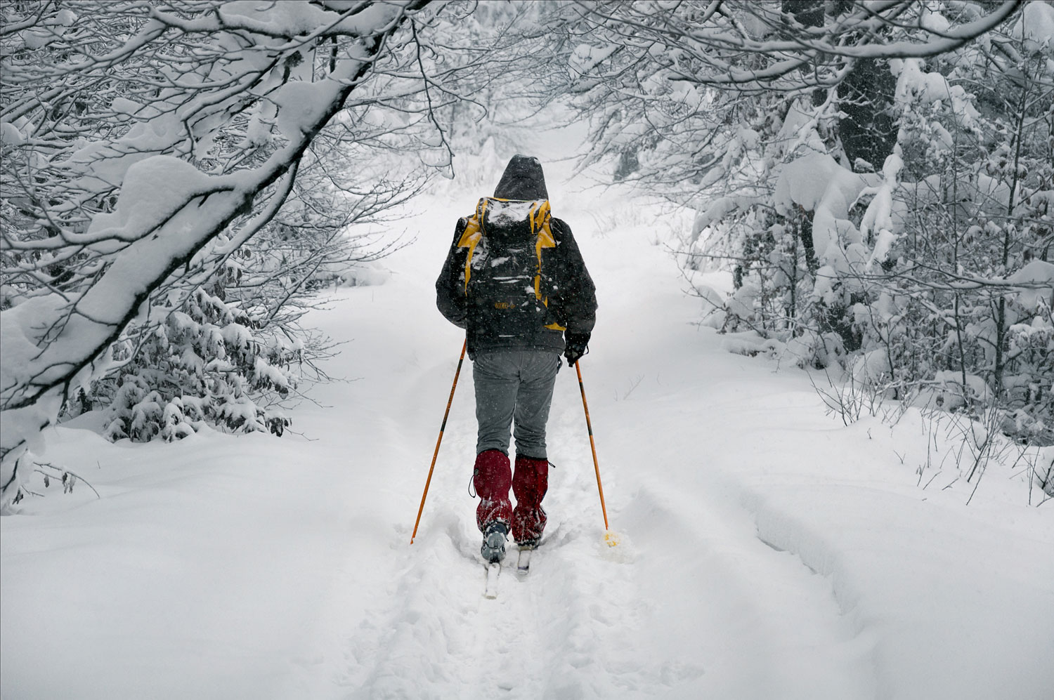 A cross-country skier uses ski poles to slide along snowy tracks under snow-covered trees