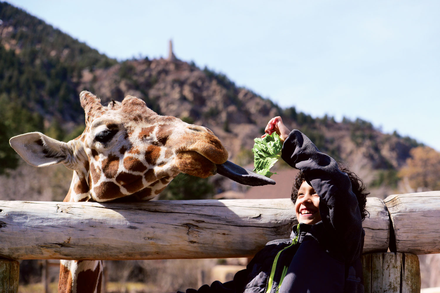 Feeding a giraffe at Cheyenne Mountain Zoo