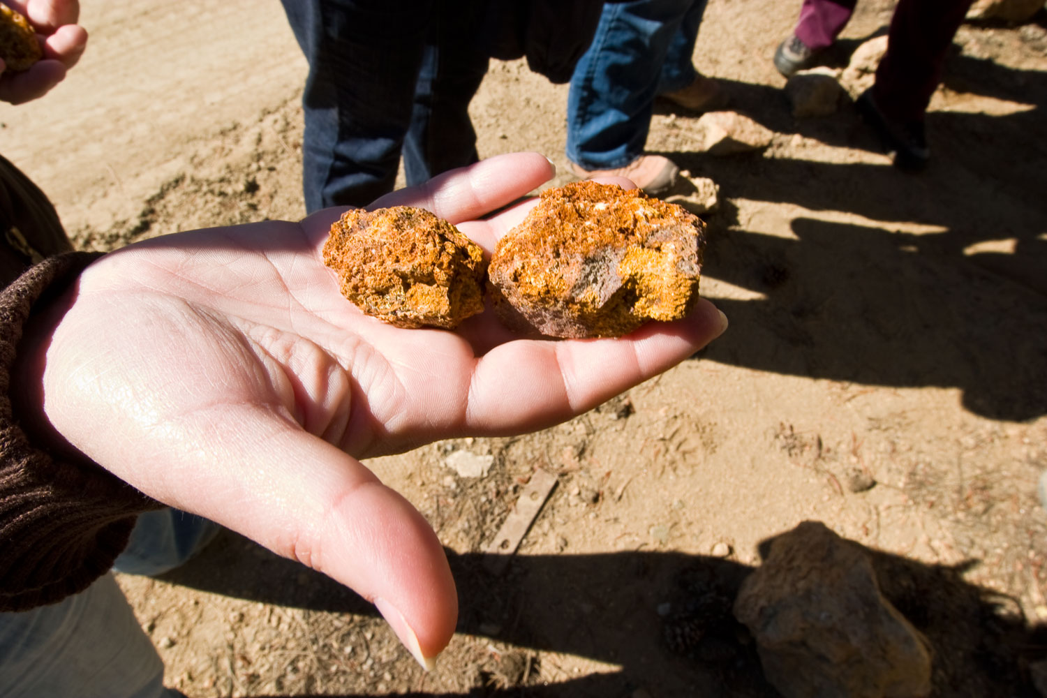 A visitor on a gold-mine tour holds out a couple of red rocks that may have gold in them!