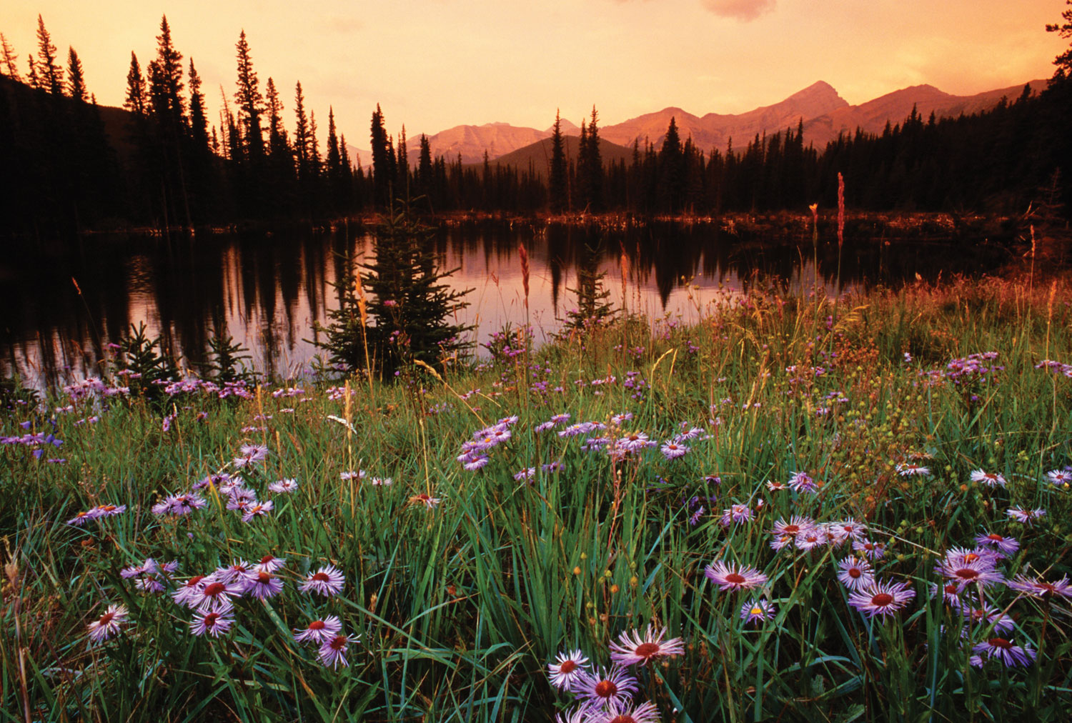 A flowery meadow with tall grasses and light-purple flowers leads up to a mountain lake that has evergreen trees on its shoreline. The sky is basked in golden hues as the sun sets and the distant mountains are bathed in pink light.