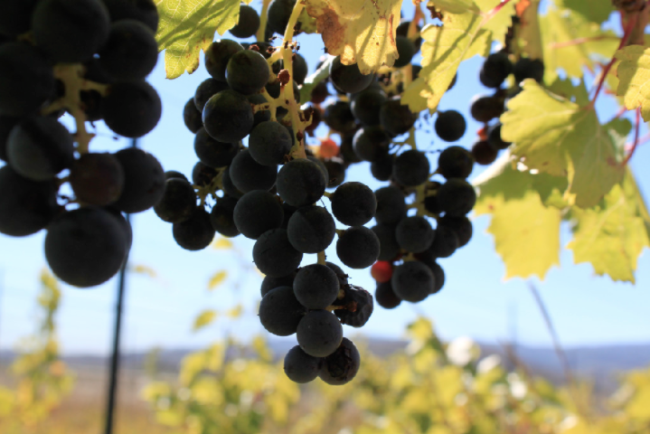 ten bears winery in laporte photo