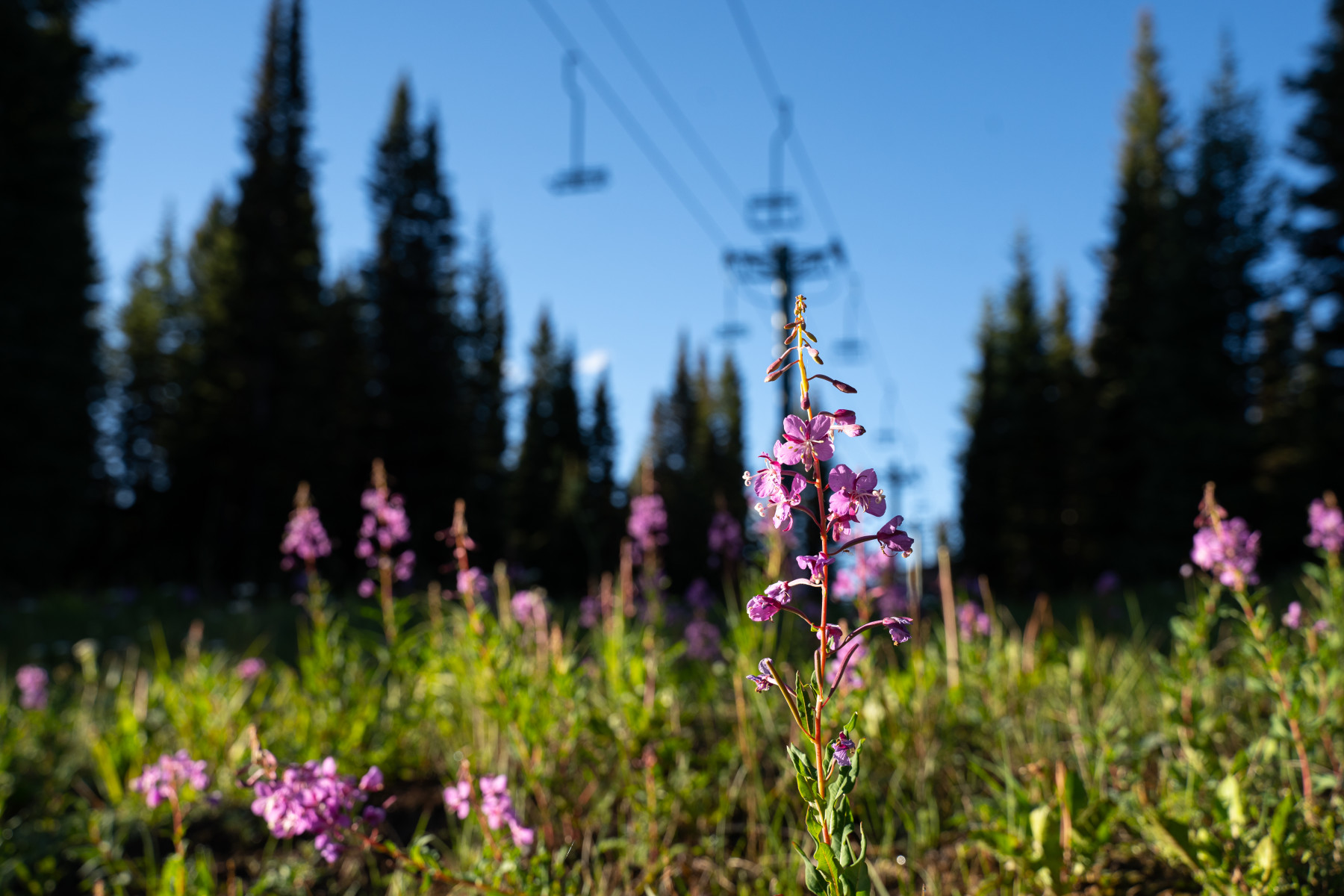 wildflowers bloom under chairlift photo 15