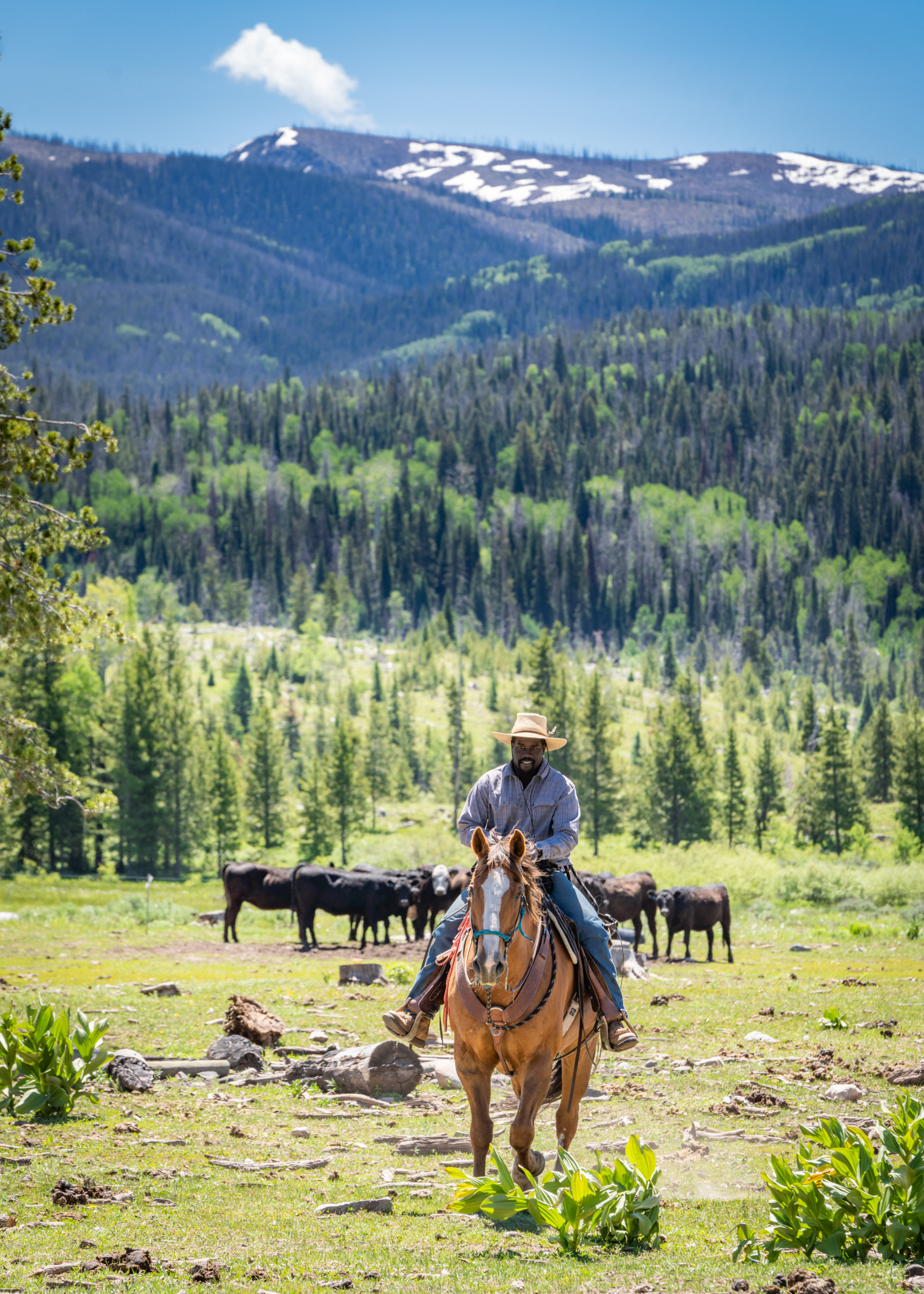 coming home after cattle work photo 12