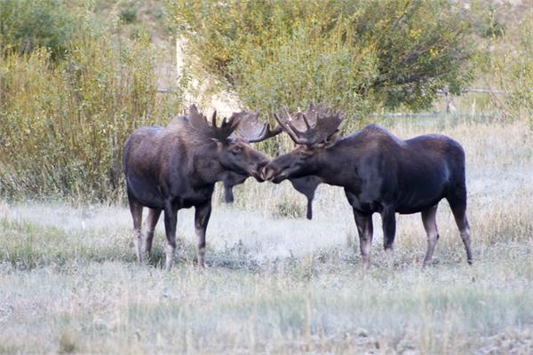 moose at state forest state park photo 10