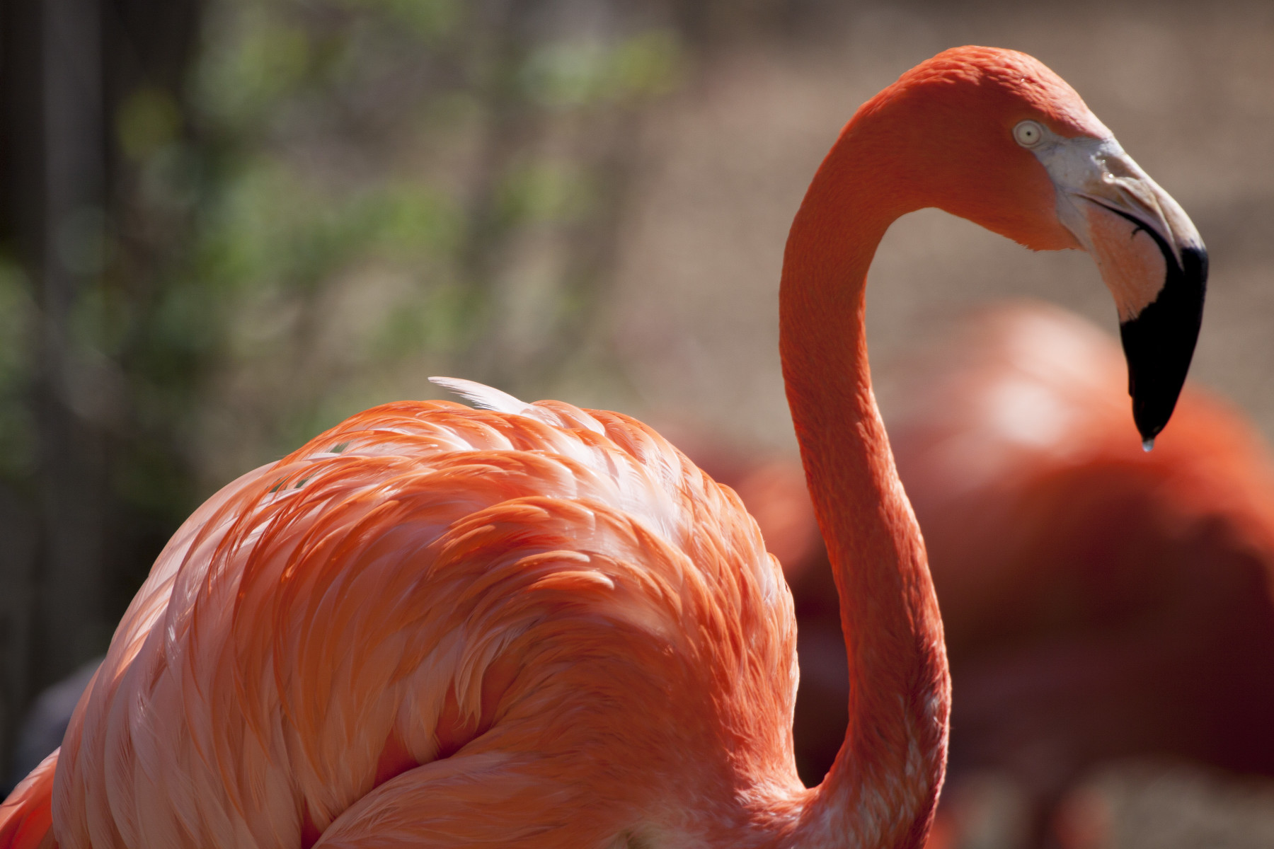 flamingo photo 11
