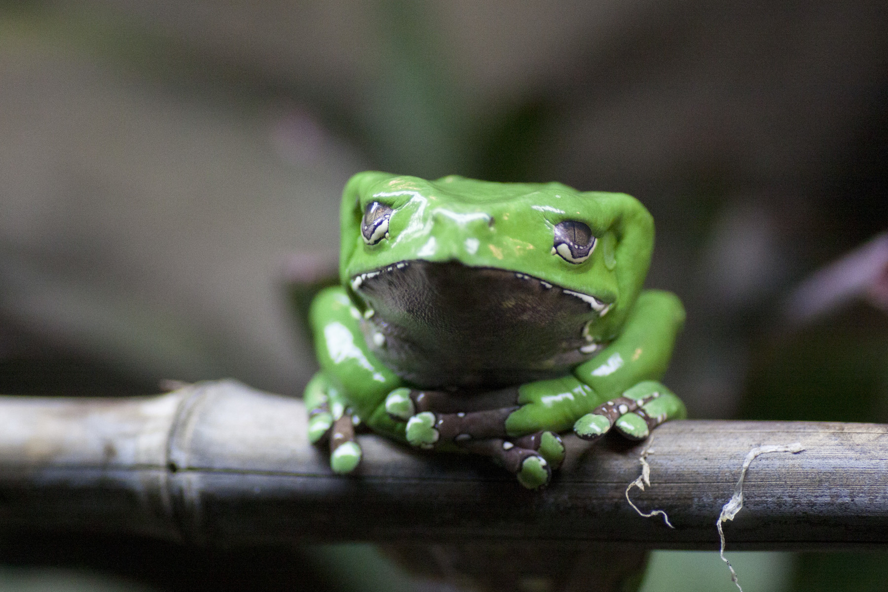 giant waxy tree frog photo 16