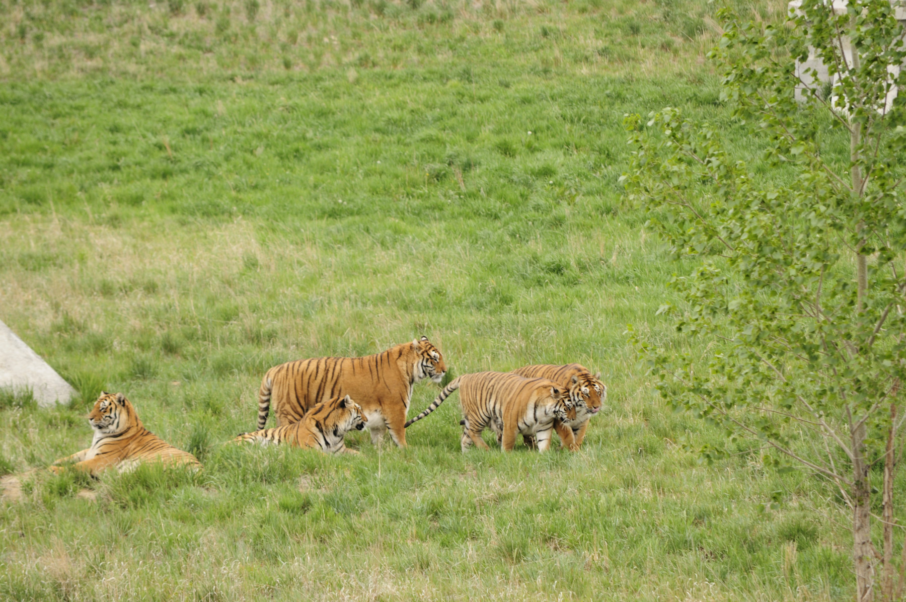 rescued tigers roaming freely photo 9
